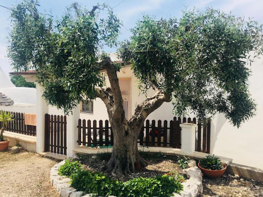 noleggio auto locorotondo, hotel locorotondo, dove dormire a locorotondo, trullo locorotondo, transfer aeroporto bari,
transfer aeroporto brindisi,
transfer stazione bari,
transfer stazione brindisi
